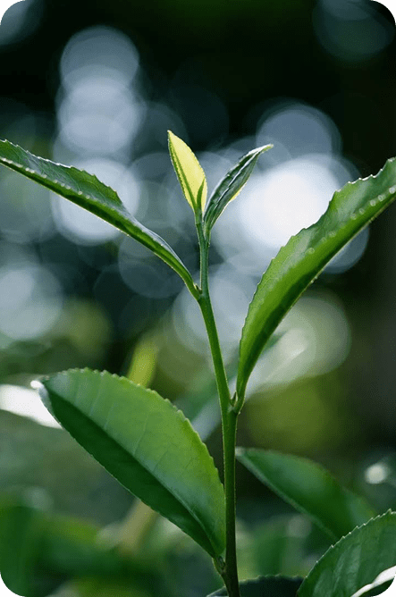 tea bush