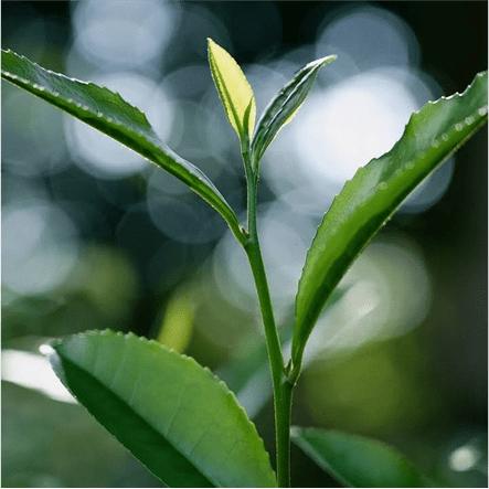 Photo of tea
