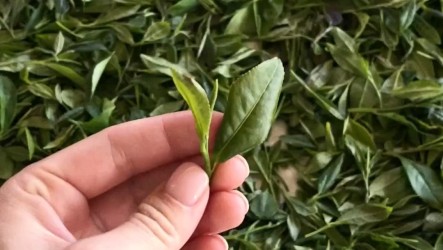 Экосертификат EU Organic: что это значит для вас и нашей продукции