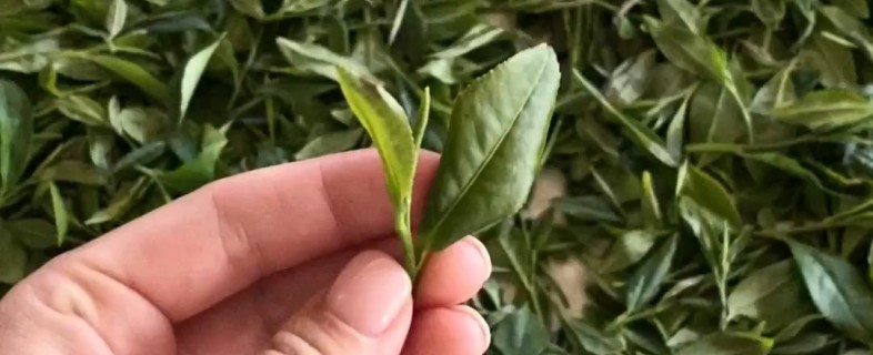 Экосертификат EU Organic: что это значит для вас и нашей продукции